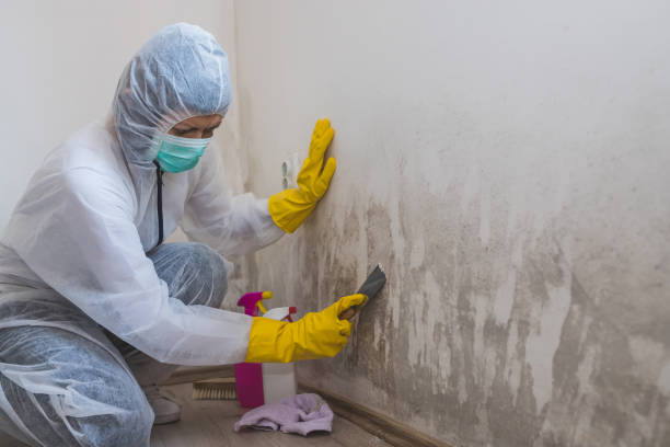 Office Mold Removal Services in Fairway, KS