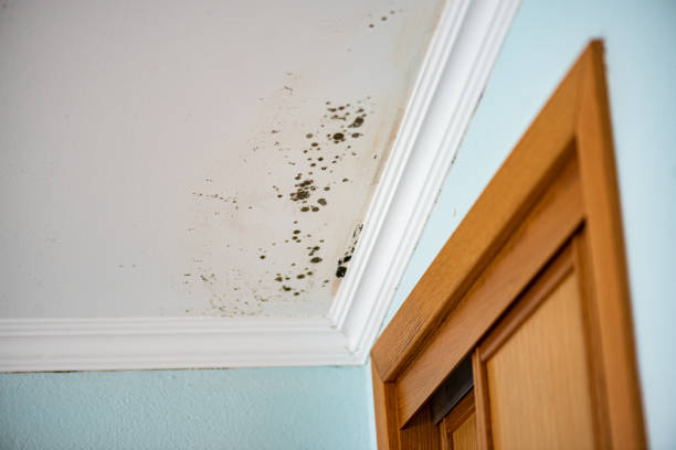 Best Local Mold Removal Service  in Fairway, KS