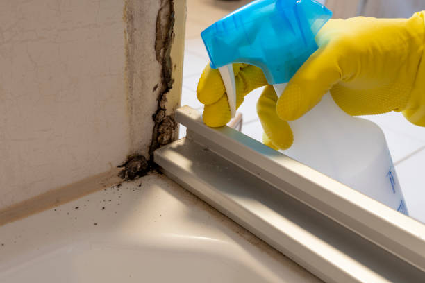 Best Certified Mold Removal  in Fairway, KS